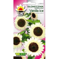 Nasiona Słonecznik ozd. ogórkolist Vanilla Ice Tor453