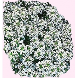 Nasiona Smagliczka nadmorska biała Tor455