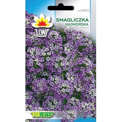 Nasiona Smagliczka nadmorska niebieska Tor456