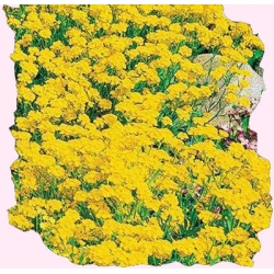 Nasiona Smagliczka skalna Tor454