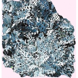 Nasiona Starzec Mrozy ząbkowane Tor457