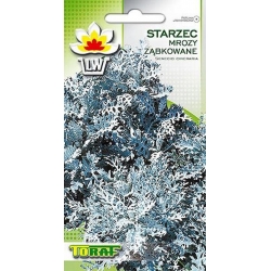 Nasiona Starzec Mrozy ząbkowane Tor457