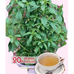 Nasiona Stewia 20x słodsza od cukru Tor607