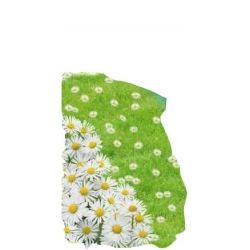 Nasiona Stokrotka łąkowa Tor458