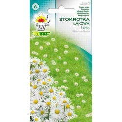 Nasiona Stokrotka łąkowa Tor458