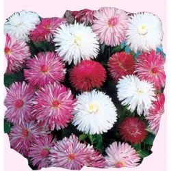 Nasiona Stokrotka pełna Tor459