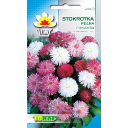 Nasiona Stokrotka pełna Tor459