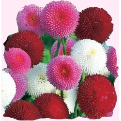 Nasiona Stokrotka pomponowa Tor460