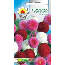 Nasiona Stokrotka pomponowa Tor460