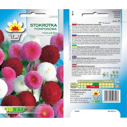 Nasiona Stokrotka pomponowa Tor460