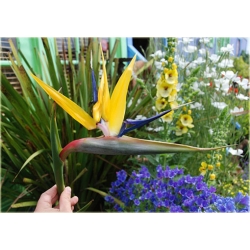 Nasiona Strelicja królewska Tor622