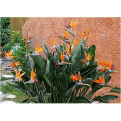 Nasiona Strelicja królewska Tor622