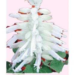 Nasiona Szałwia błyszcząca Tor461