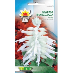 Nasiona Szałwia błyszcząca Tor461