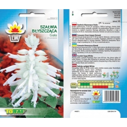 Nasiona Szałwia błyszcząca Tor461