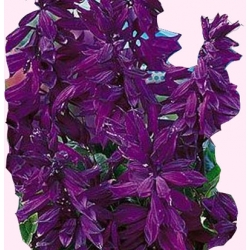 Nasiona Szałwia błyszcząca Tor464