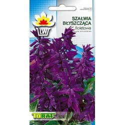 Nasiona Szałwia błyszcząca Tor464