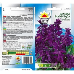 Nasiona Szałwia błyszcząca Tor464
