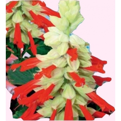 Nasiona Szałwia błyszcząca Sangria Tor462