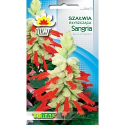 Nasiona Szałwia błyszcząca Sangria Tor462