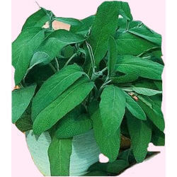 Nasiona Szałwia lekarska Tor608