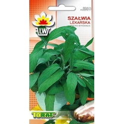 Nasiona Szałwia lekarska Tor608
