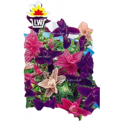 Nasiona Szałwia trójbarwna Tor465