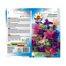 Nasiona Szałwia trójbarwna Tor465