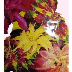 Nasiona Szarłat trójbarwny Finezja Tor468