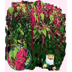 Nasiona Szarłat zwisły Grand Tor467