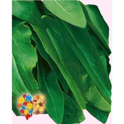 Nasiona Szczaw Tor225