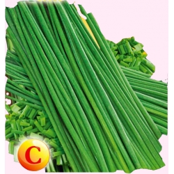 Nasiona Szczypiorek Bohemia Tor226