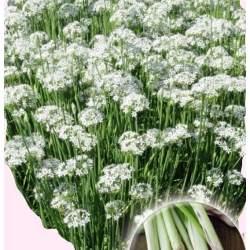 Nasiona Szczypiorek czosnkowy Tor227