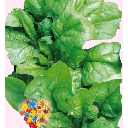 Nasiona Szpinak Matador Tor229