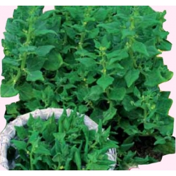 asiona Szpinak Nowozelandzki Tor230