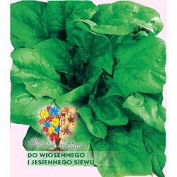 Nasiona Szpinak Olbrzym Zimowy Tor231