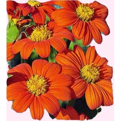 Nasiona Titonia Tor470