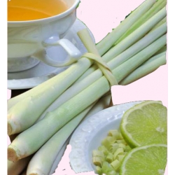  Nasiona Trawa cytrynowa Tor609