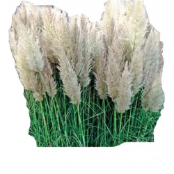  Nasiona Trawa Pampas. Biała Tor473