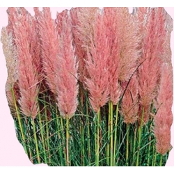 Nasiona Trawa Pampas. Różowa Tor474