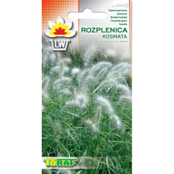Nasiona Trawa ROZPLENICA KOSMATA Tor475