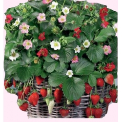 Nasiona Truskawka Rainbow Treasure Tor179