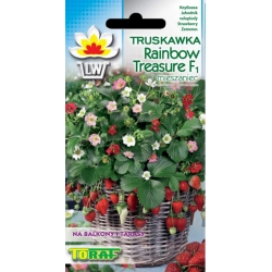Nasiona Truskawka Rainbow Treasure Tor179