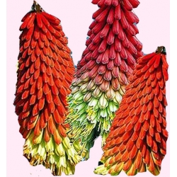 Nasiona Trytoma groniasta Tor471