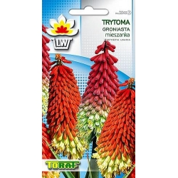 Nasiona Trytoma groniasta Tor471