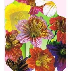 Nasiona Tujałka zmienna Tor476