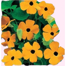 Nasiona Tunbergia Tor477