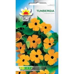 Nasiona Tunbergia Tor477