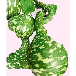 Nasiona Tykwa pospolita Kobra Tor479