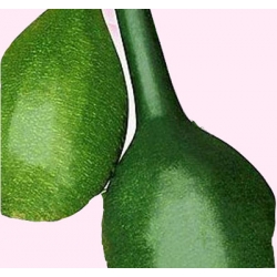 Nasiona Tykwa Tor478